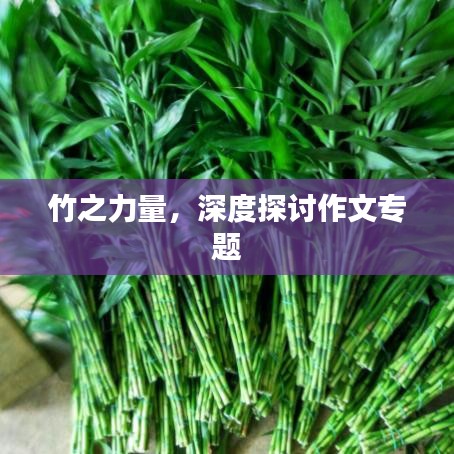 竹之力量，深度探讨作文专题