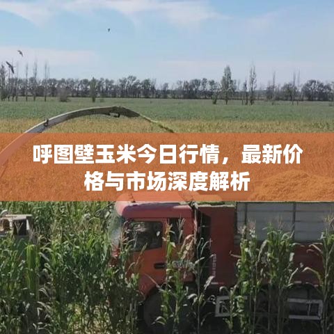 呼图壁玉米今日行情,最新价格与市场深度解析