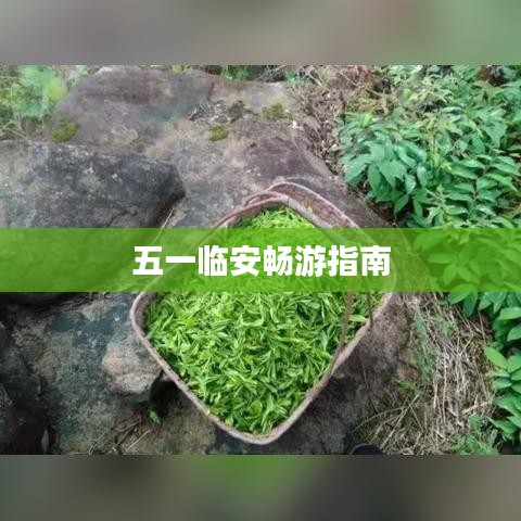 五一临安畅游指南