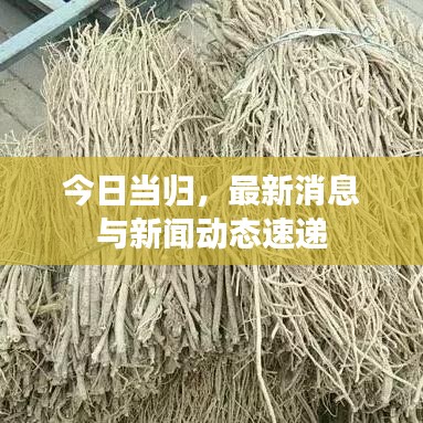 今日当归，最新消息与新闻动态速递