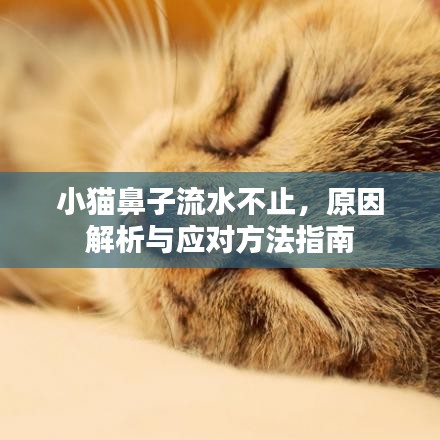 小猫鼻子流水不止，原因解析与应对方法指南