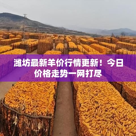 潍坊最新羊价行情更新！今日价格走势一网打尽