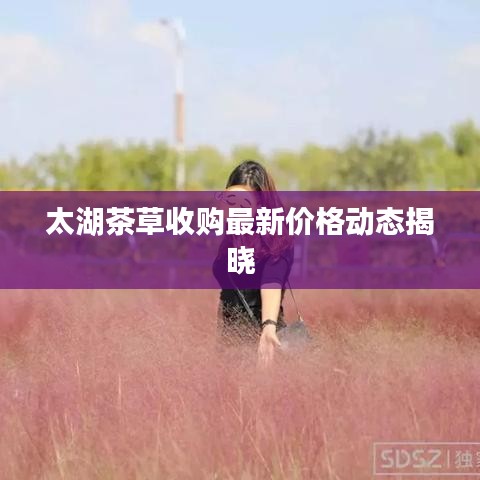 太湖茶草收购最新价格动态揭晓