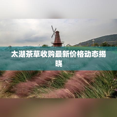 太湖茶草收购最新价格动态揭晓