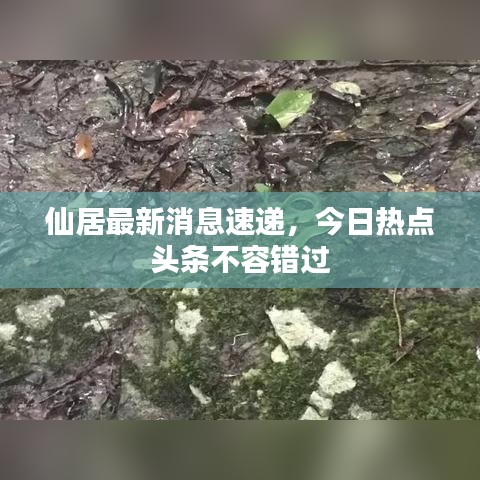 仙居最新消息速递,今日热点头条不容错过