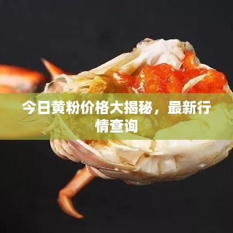 今日黄粉价格大揭秘，最新行情查询