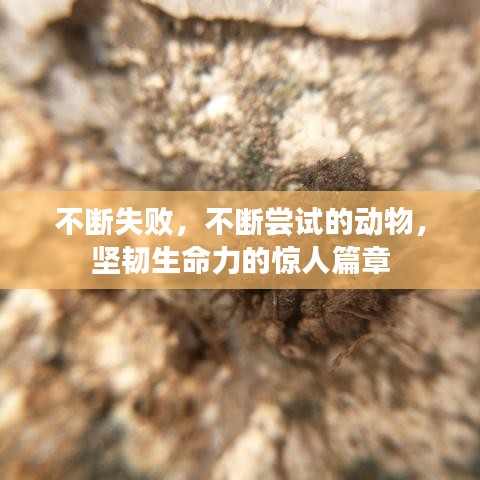 不断失败，不断尝试的动物，坚韧生命力的惊人篇章