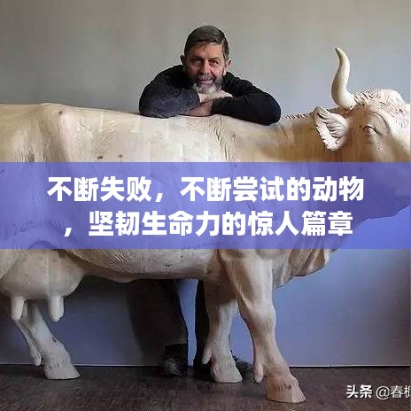 不断失败,不断尝试的动物,坚韧生命力的惊人篇章