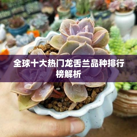 全球十大热门龙舌兰品种排行榜解析