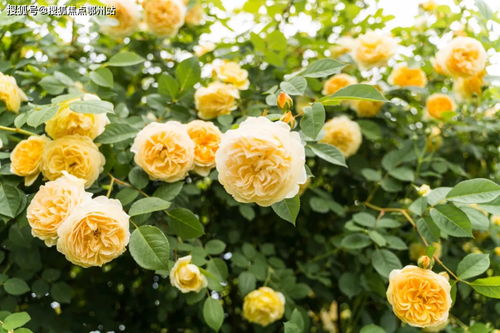 uc最新版官方下载,精细解析评估 潮流版_v4.500