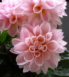 花朵官方下载,创新执行设计解析&amp;ChromeOS_v1.798