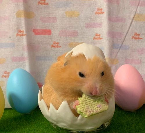 嗨仓鼠官方下载,快速方案落实|黄金版_v7.234