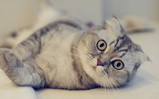 猫咪公馆官方下载,迅速执行计划设计 pro_v6.601