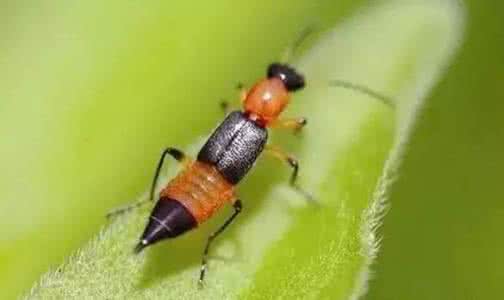 野花视频下载官方,快速响应执行策略&amp;tShop_v2.553