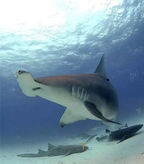 饥饿鲨版本,前沿解答解释定义|XP_v1.166