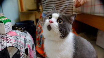 斑点猫官方下载,定性评估解析|zShop_v7.518