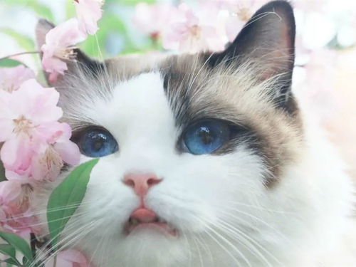 猫咪官方下载正版或名将群英录激活码,精细设计解析&amp;网页版_v5.830