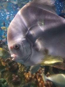 鲨鱼咬咬咬下载官方同妖游记激活码,Mac版精细体验与评测