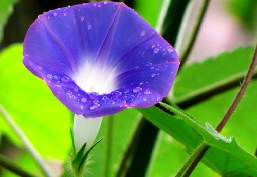 丰容盛鬋 第2页