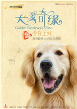 狗宝贝单机版和腾讯视频官方下载免费,理论研究解析说明-标配版_v1.510